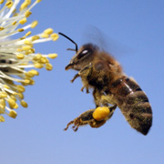 Amerikanische Faulbrut der Bienen (AFB) in Lütjensee – Sperrbezirk nach weiterem Ausbruch der AFB erweitert